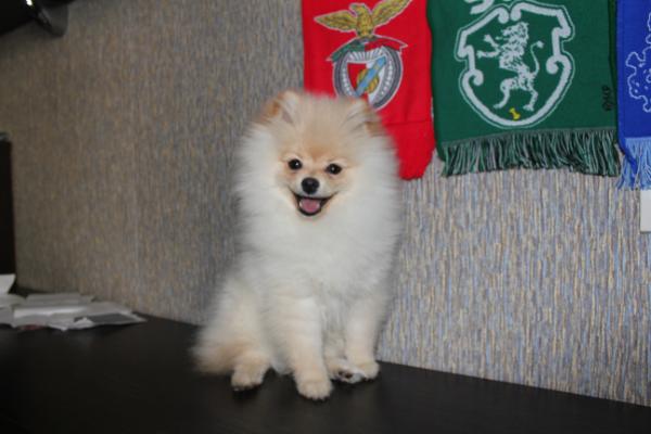 Fluffy Fox