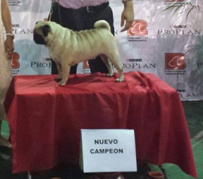 Velanav'S ButragueÑo