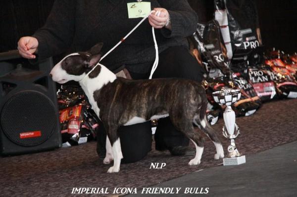 Imperial Icona Friendly Bulls