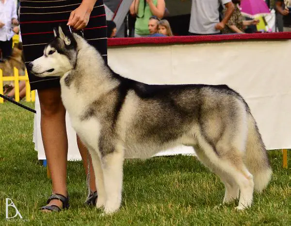 Kailua Lord Chester