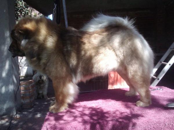 Bella Swan (Velasco).