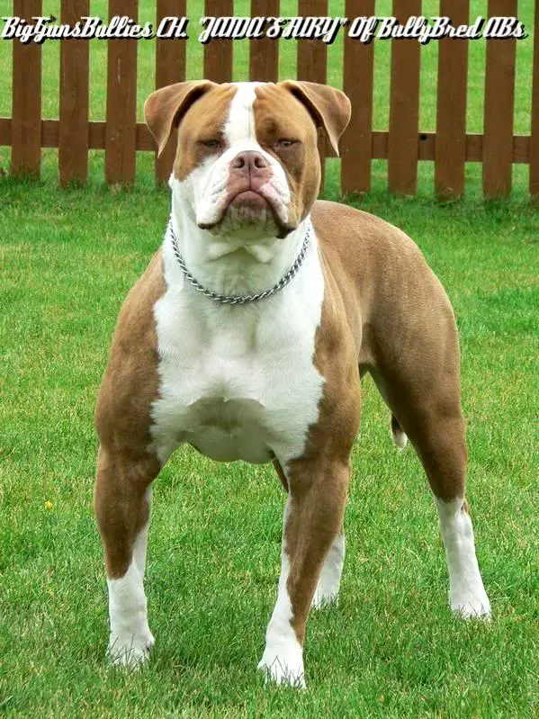 Brahma sales bully breed