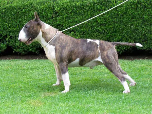 kilacabar bull terriers