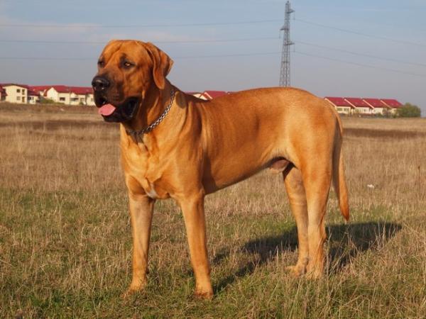 Wolfy Moloss De Harghita