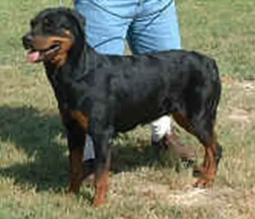 fci rottweiler