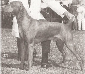 Debreceny Dezso