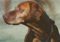 Buster Keeton