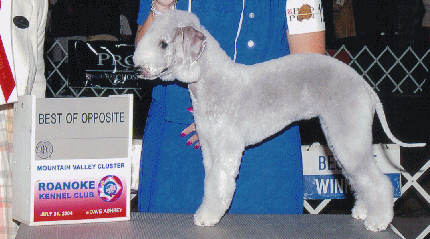 Chelsea's Blue Gypsy Dancer
