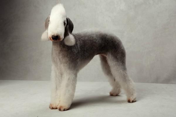 chelsea blue bedlington terriers