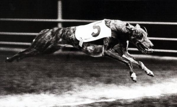 Ballyregan Bob