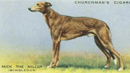 Mick the Miller