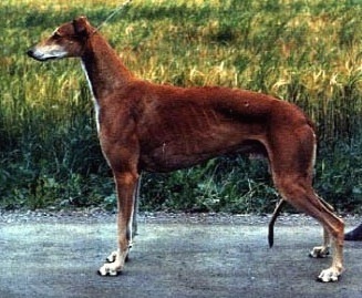 Gallant Major Motion