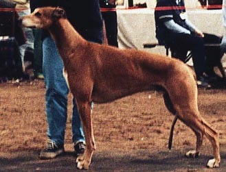 Rondelin Marching Home