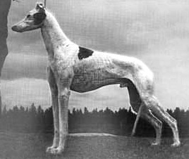 Croswolla Nova