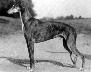 Seagift Parcancady Royaltan