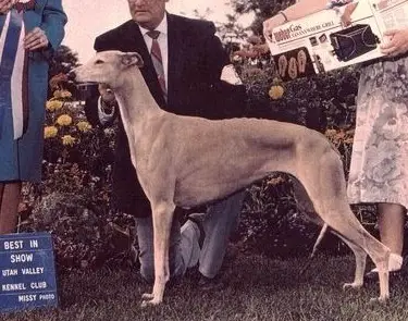 Gallant Somnombula