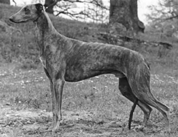 Hickory's Naiticus