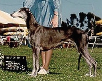 Shalfleet Shirley Ann