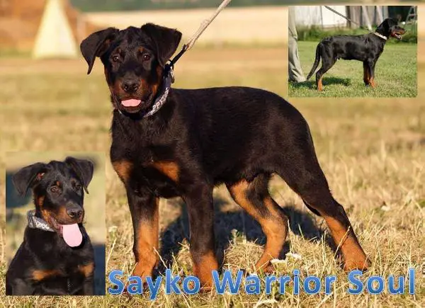 Sayko Warrior Soul