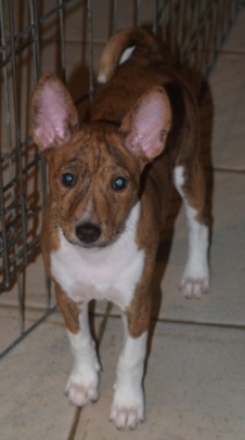 basenji pedigree