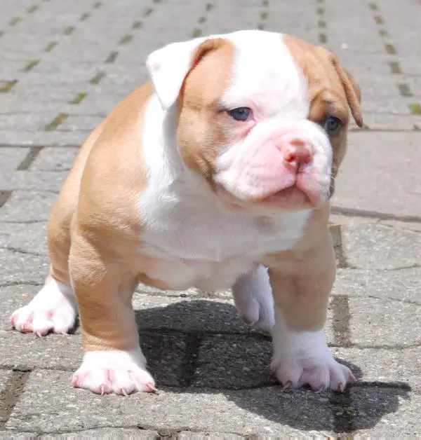 brahma bully dog breed
