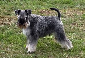 Eddy von den Siberpappeln