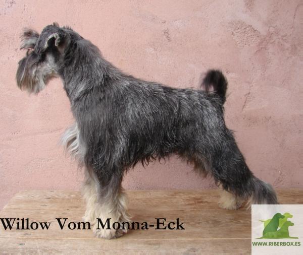 Willow vom Monna-Eck
