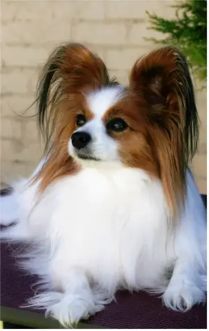 weinheimer vizsla mix