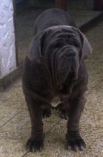 Duna Vallesena