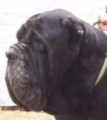 Orso del Castellaccio