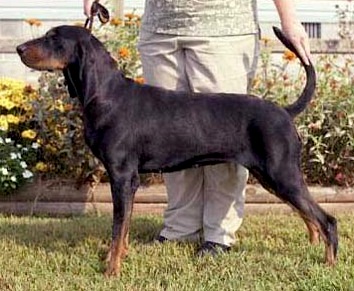 Rockytop Black Minx