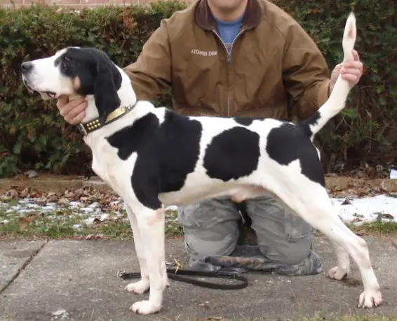 Ukc message boards shop coonhound classifieds