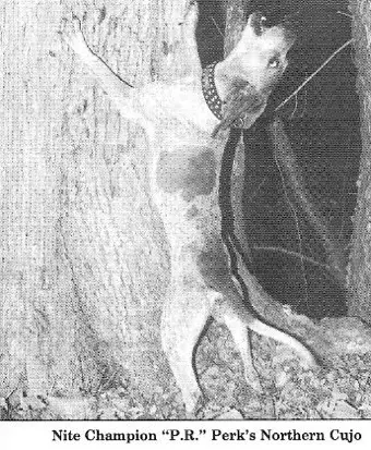 Perk's Northern Cujo