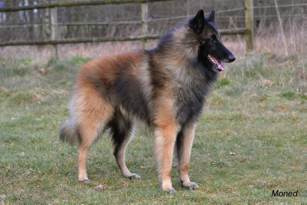 Kwando von der Feldstiege