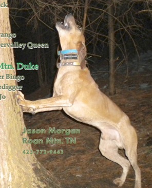 Ripshin Mnt Duke