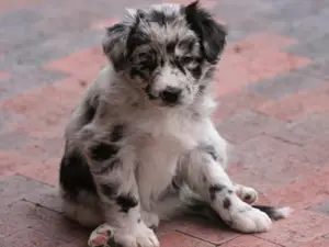 Little river ranch miniature australian shepherd cheap