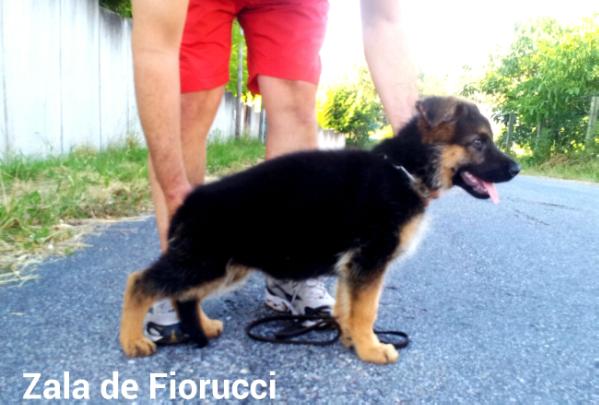 Zala de fiorucci
