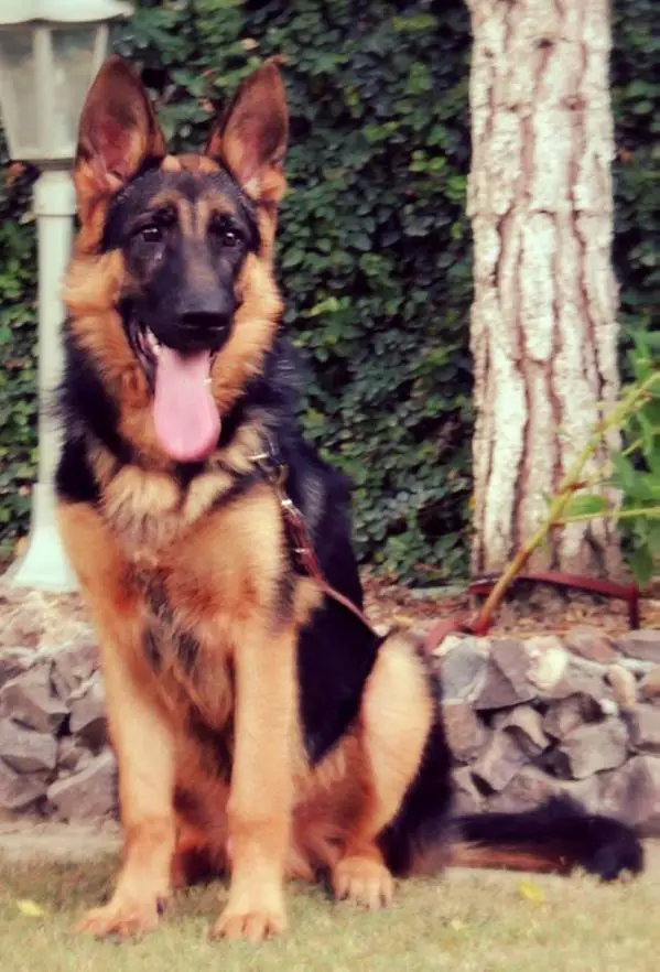 Pakistani german hot sale shepherd
