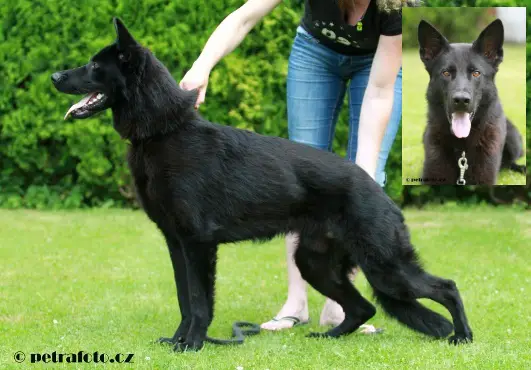 german shepherd z black