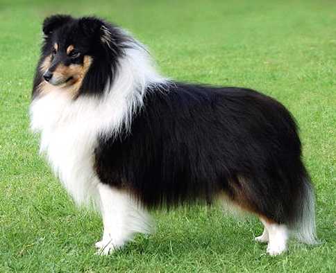 milesend shelties