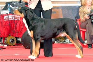 Sennenhund Rossii Zhrets Gran Vencedor