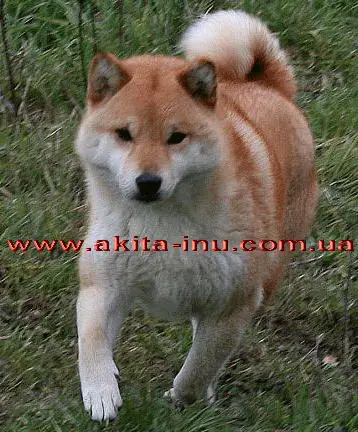 Jukai Go Shun'you Kensha