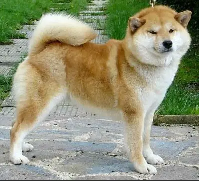 BENIAKA DI LIKIDADO