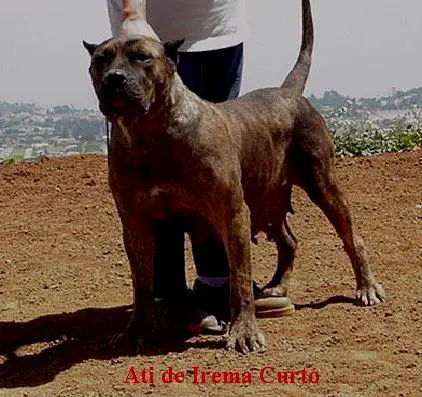 Ati de Irema Curto