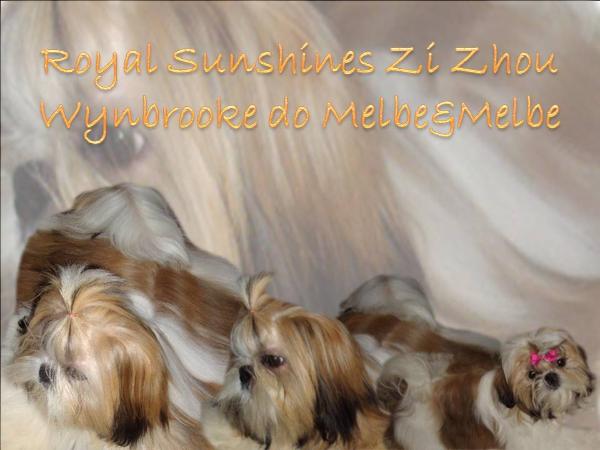 Royal Sunshines Zi Zhou Wynbrooke