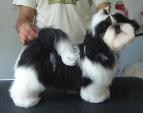 Wafer's Levendosk Bella