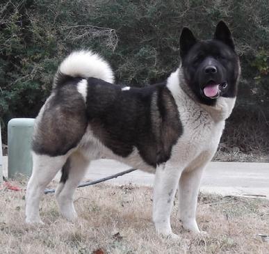Solid rock akitas 2025