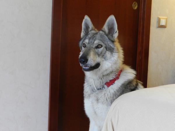 Shila