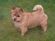 Windermer's Panja