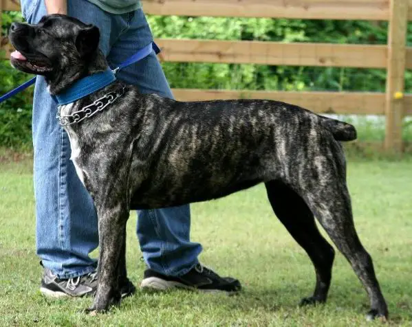 el mesquital cane corso